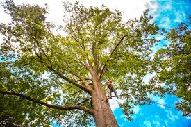 Best Tree Disease Treatment  in San Augustine, TX