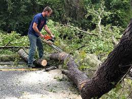 Reliable San Augustine, TX  Tree Services Solutions