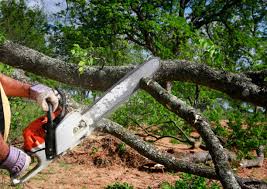 Best Lot and Land Clearing  in San Augustine, TX