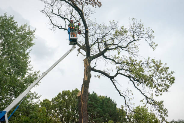 Best Seasonal Cleanup (Spring/Fall)  in San Augustine, TX