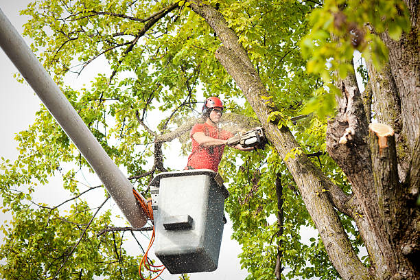 Best Fruit Tree Pruning  in San Augustine, TX