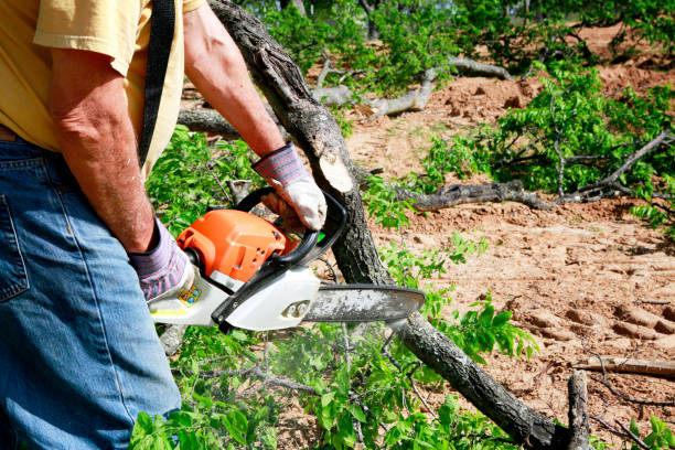 Best Tree Planting Services  in San Augustine, TX